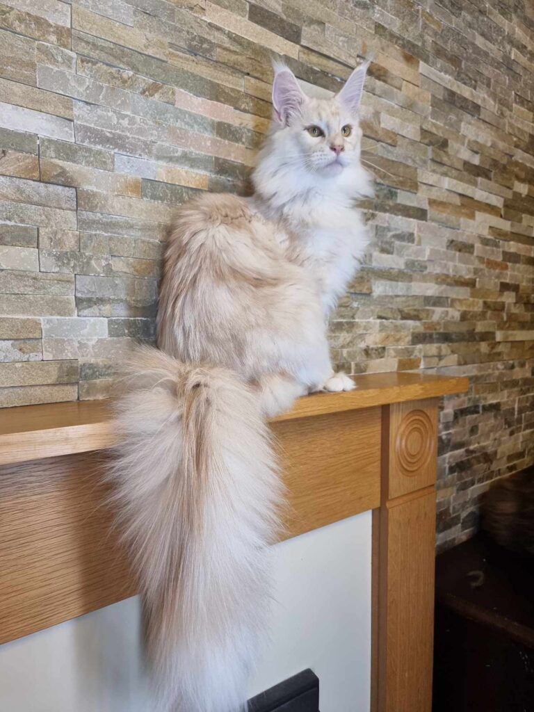 Coon cats for sale, Maine coon cats for sale in the uk