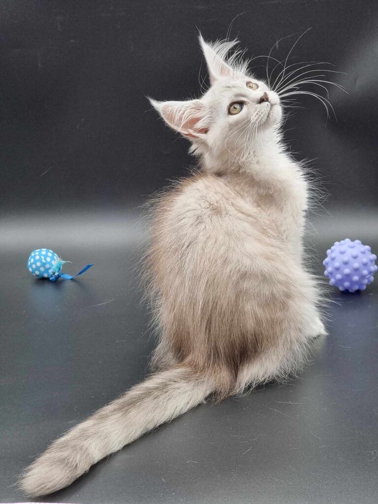 Coon cats for sale, Maine coon cats for sale in the uk