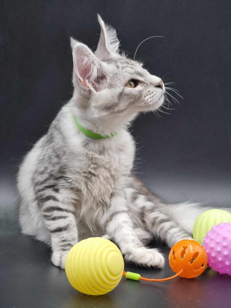 Coon cats for sale, Maine coon cats for sale in the uk