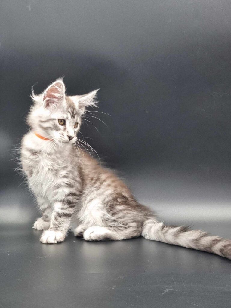 Coon cats for sale, Maine coon cats for sale in the uk