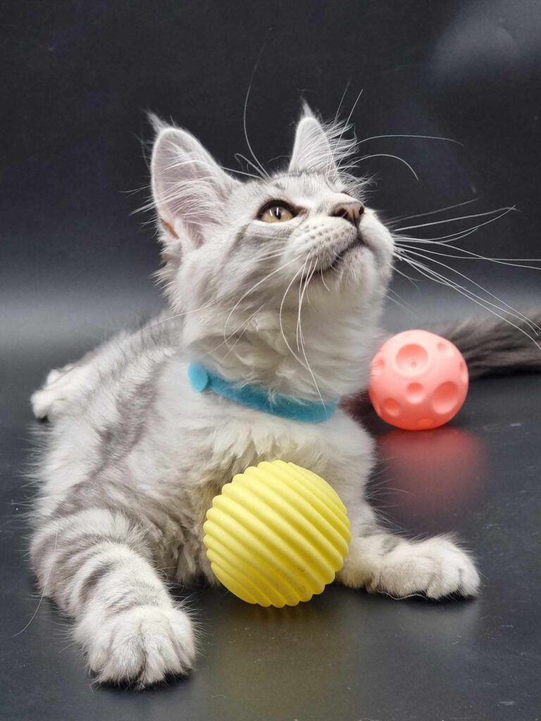 Coon cats for sale, Maine coon cats for sale in the uk