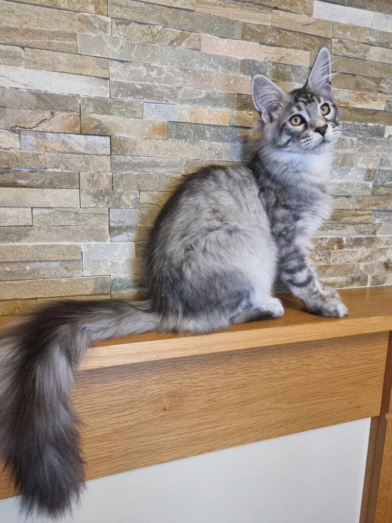 Coon cats for sale, Maine coon cats for sale in the uk