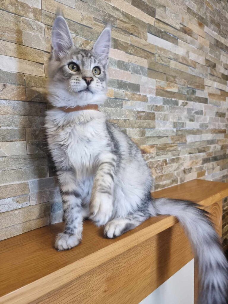 Coon cats for sale, Maine coon cats for sale in the uk