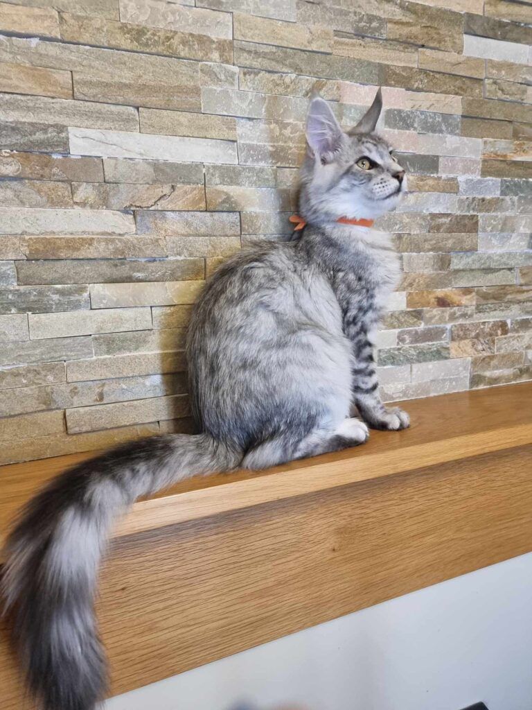 Coon cats for sale, Maine coon cats for sale in the uk