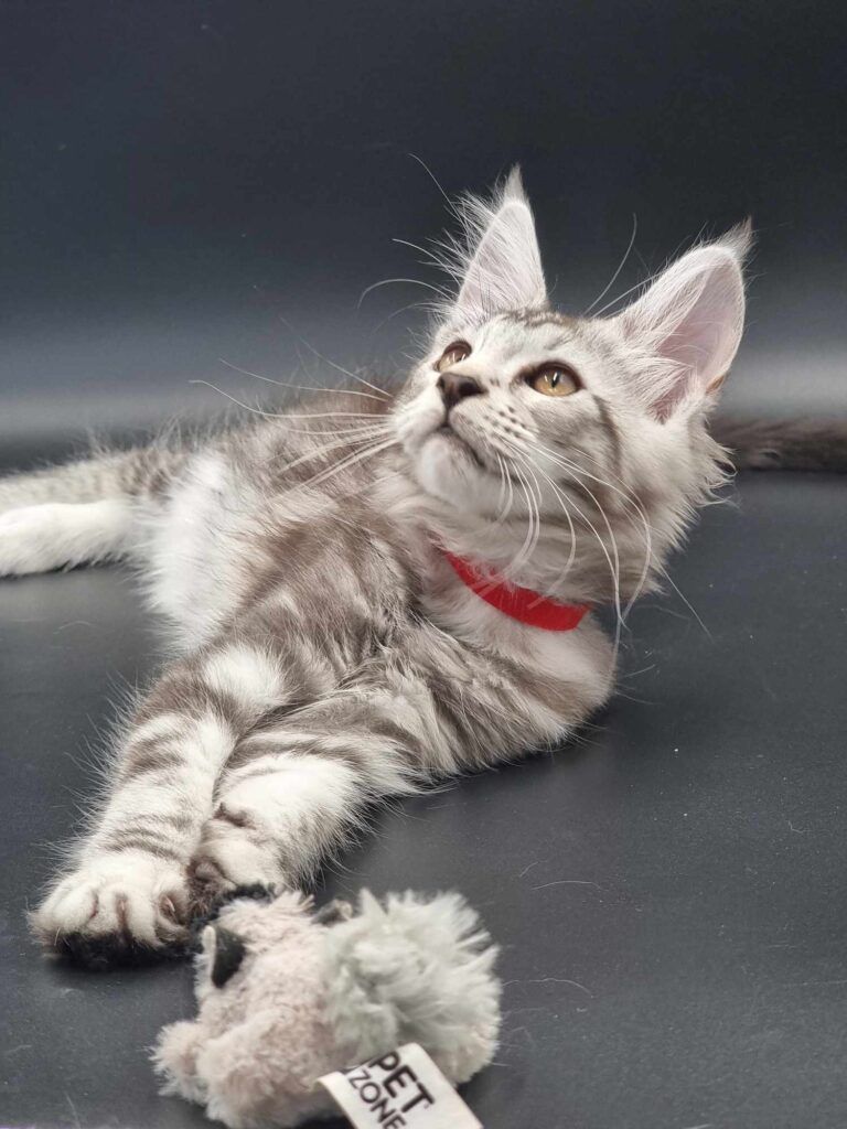 Coon cats for sale, Maine coon cats for sale in the uk