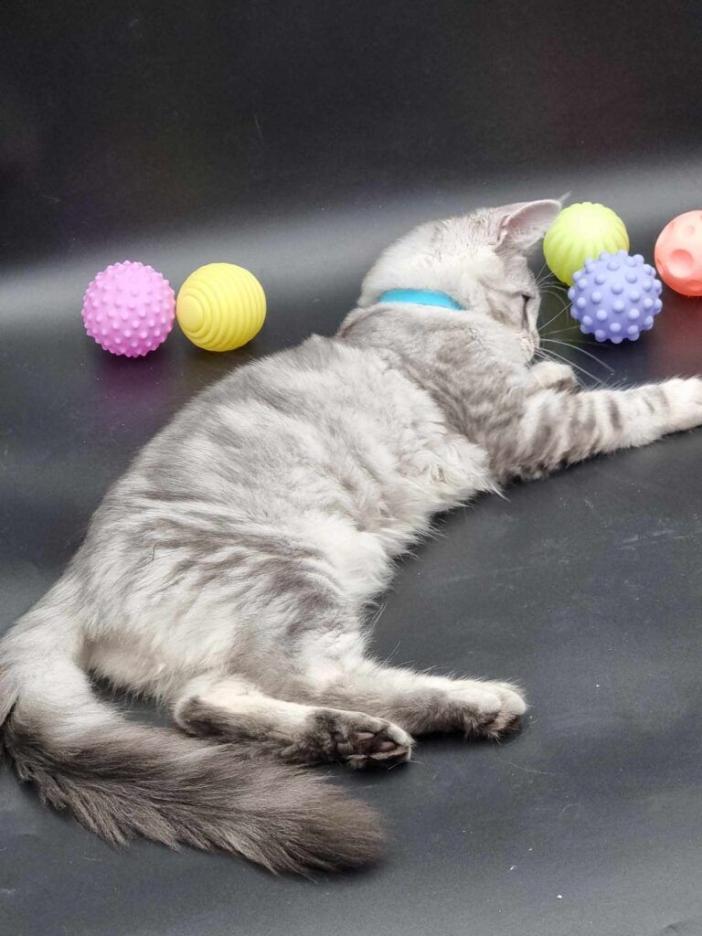 Coon cats for sale, Maine coon cats for sale in the uk