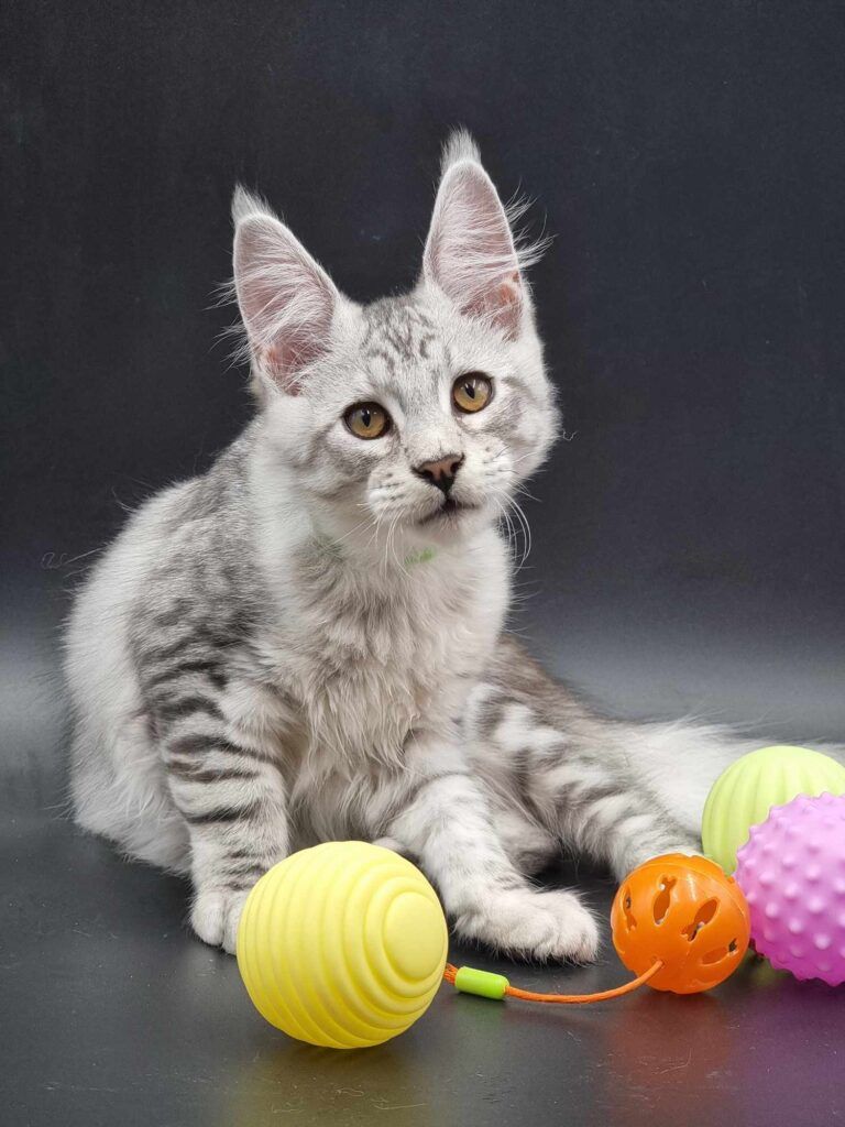 Coon cats for sale, Maine coon cats for sale in the uk