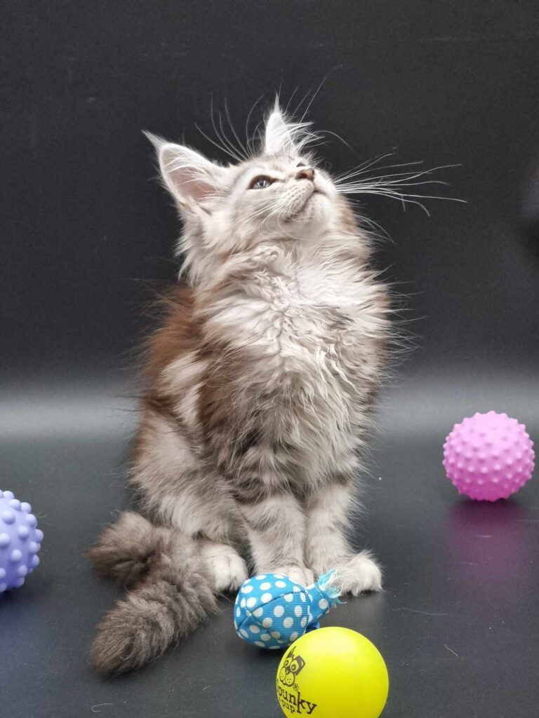 Coon cats for sale, Maine coon cats for sale in the uk