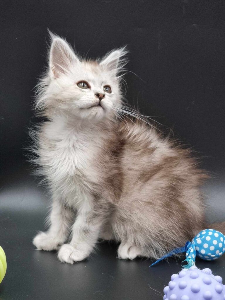 Coon cats for sale, Maine coon cats for sale in the uk