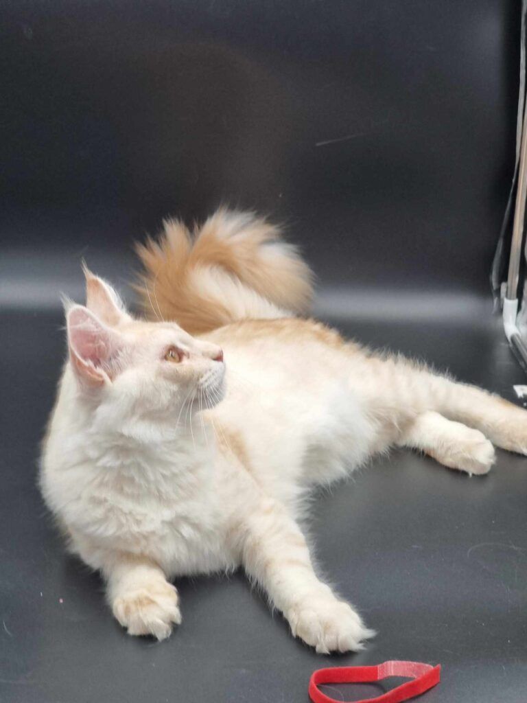 Coon cats for sale, Maine coon cats for sale in the uk