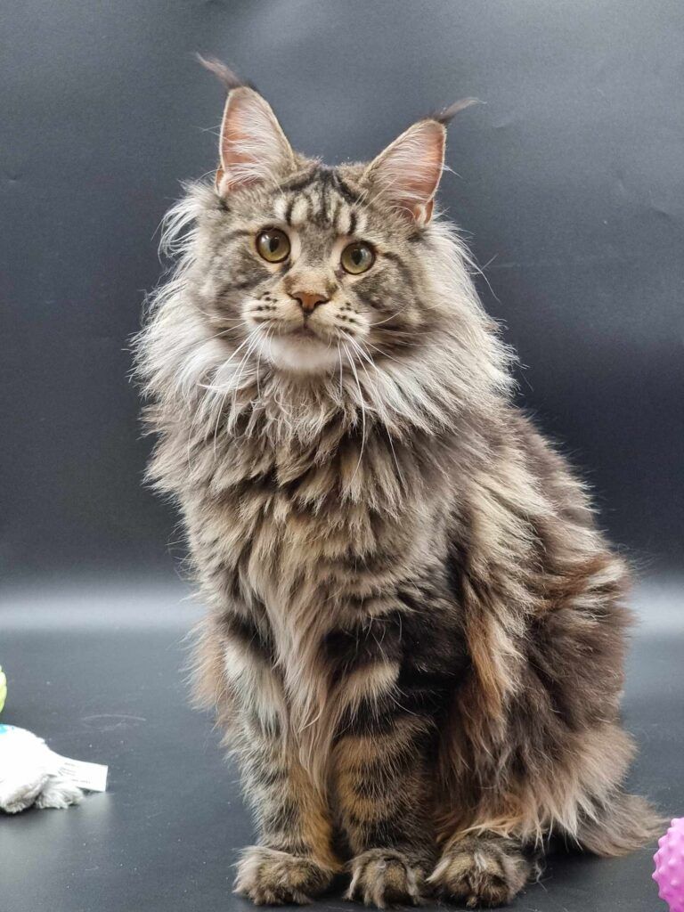 Coon cats for sale, Maine coon cats for sale in the uk