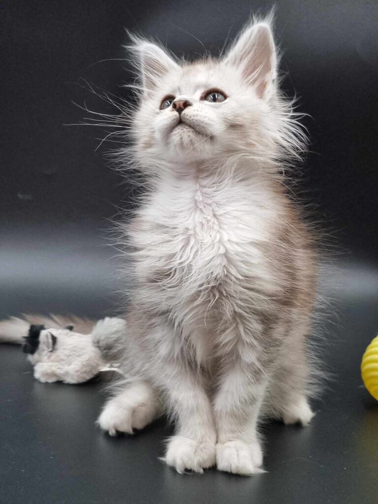 Coon cats for sale, Maine coon cats for sale in the uk