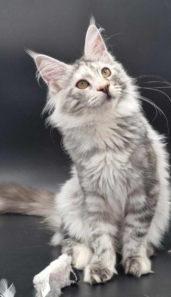 Coon cats for sale, Maine coon cats for sale in the uk