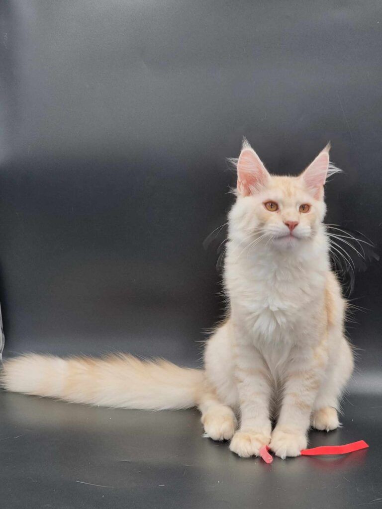 Coon cats for sale, Maine coon cats for sale in the uk