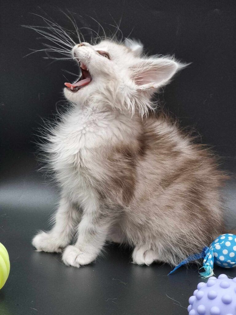 Coon cats for sale, Maine coon cats for sale in the uk