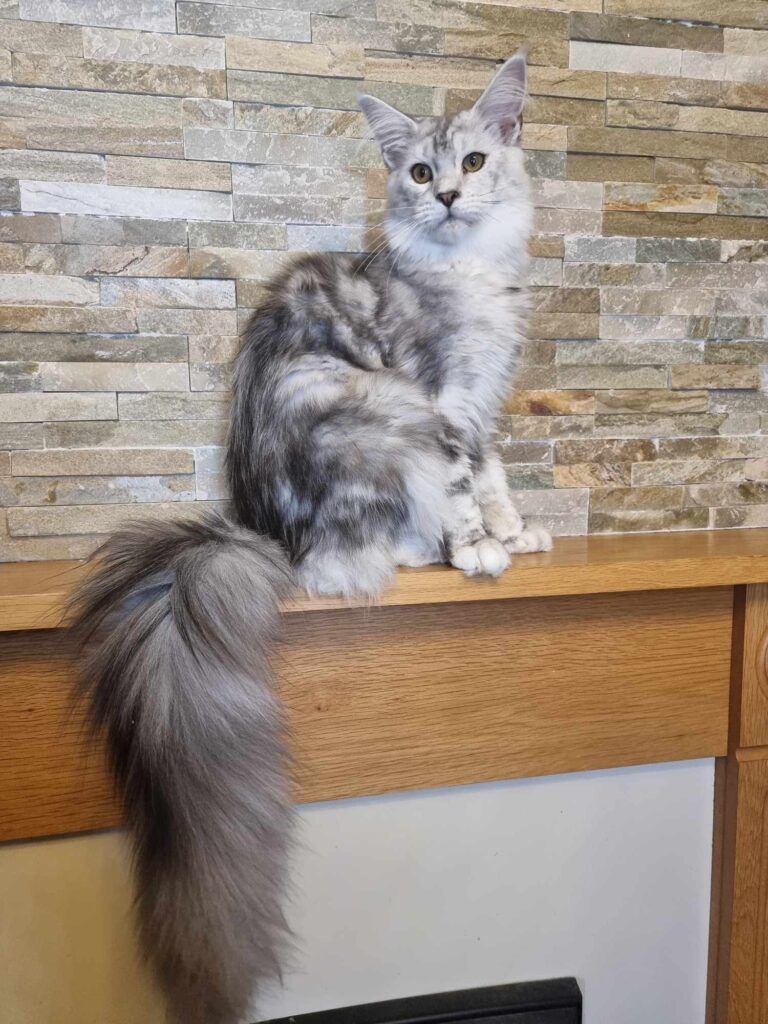 Coon cats for sale, Maine coon cats for sale in the uk