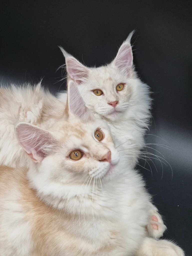 Coon cats for sale, Maine coon cats for sale in the uk