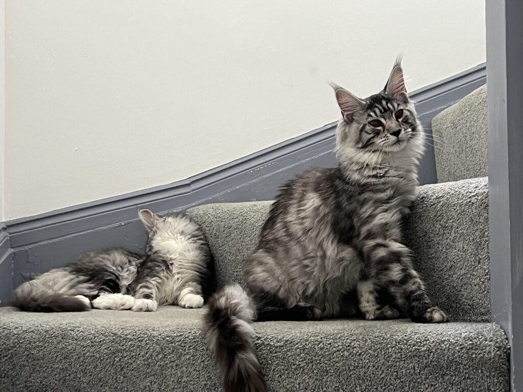 Maine Coon Cats, buy maine coon cat