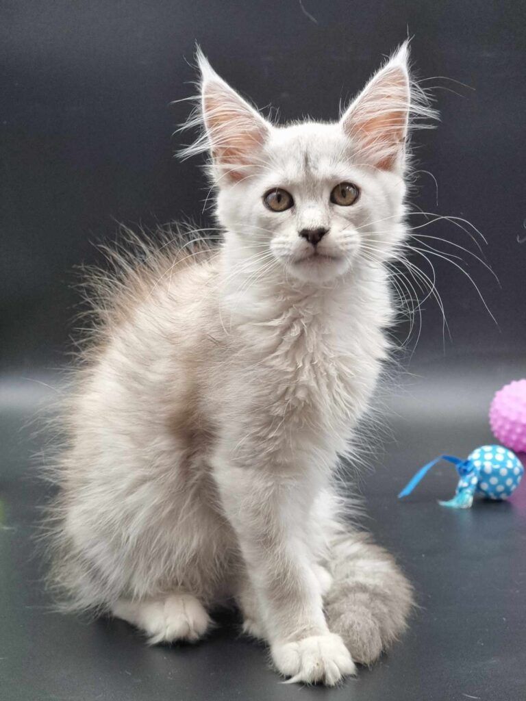 Coon cats for sale, Maine coon cats for sale in the uk