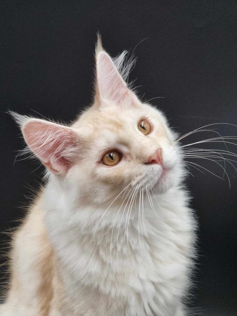 Coon cats for sale, Maine coon cats for sale in the uk