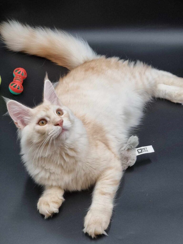 Coon cats for sale, Maine coon cats for sale in the uk