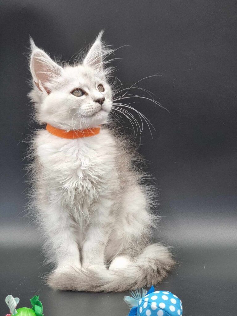 Coon cats for sale, Maine coon cats for sale in the uk