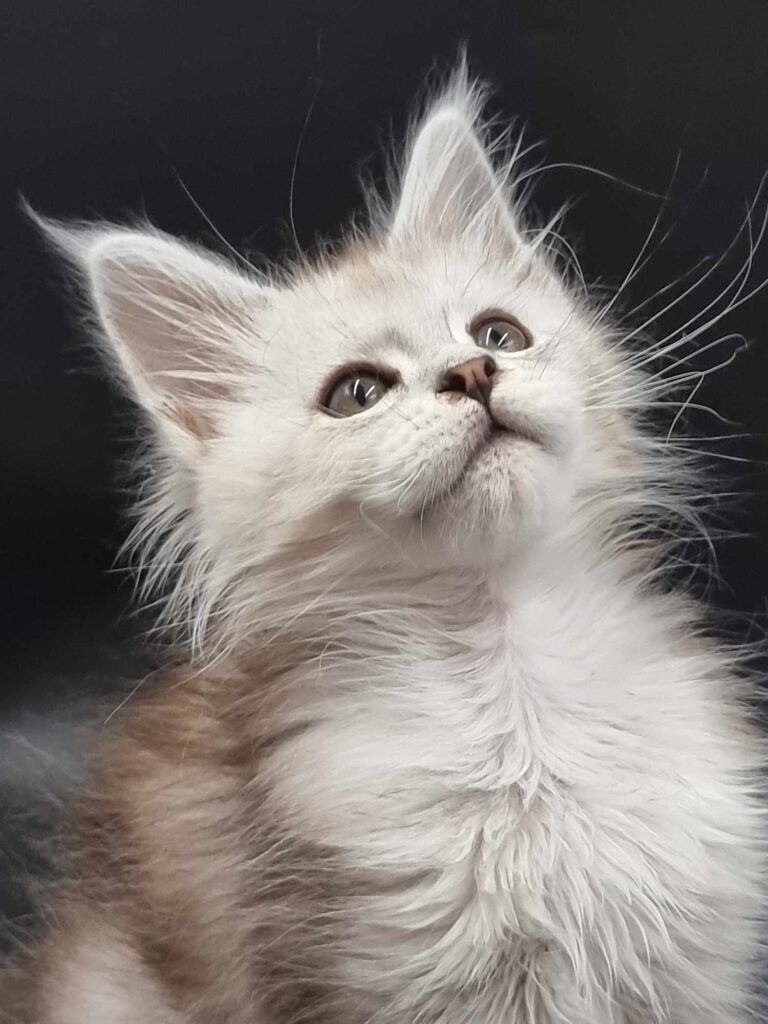 Coon cats for sale, Maine coon cats for sale in the uk