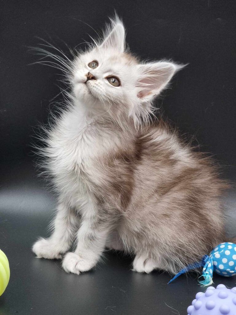 Coon cats for sale, Maine coon cats for sale in the uk