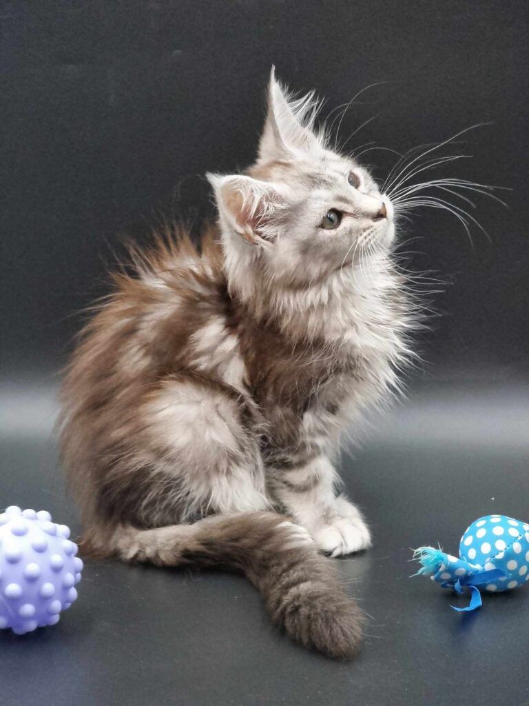 Coon cats for sale, Maine coon cats for sale in the uk