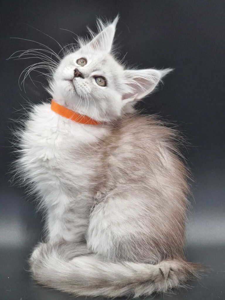 Coon cats for sale, Maine coon cats for sale in the uk