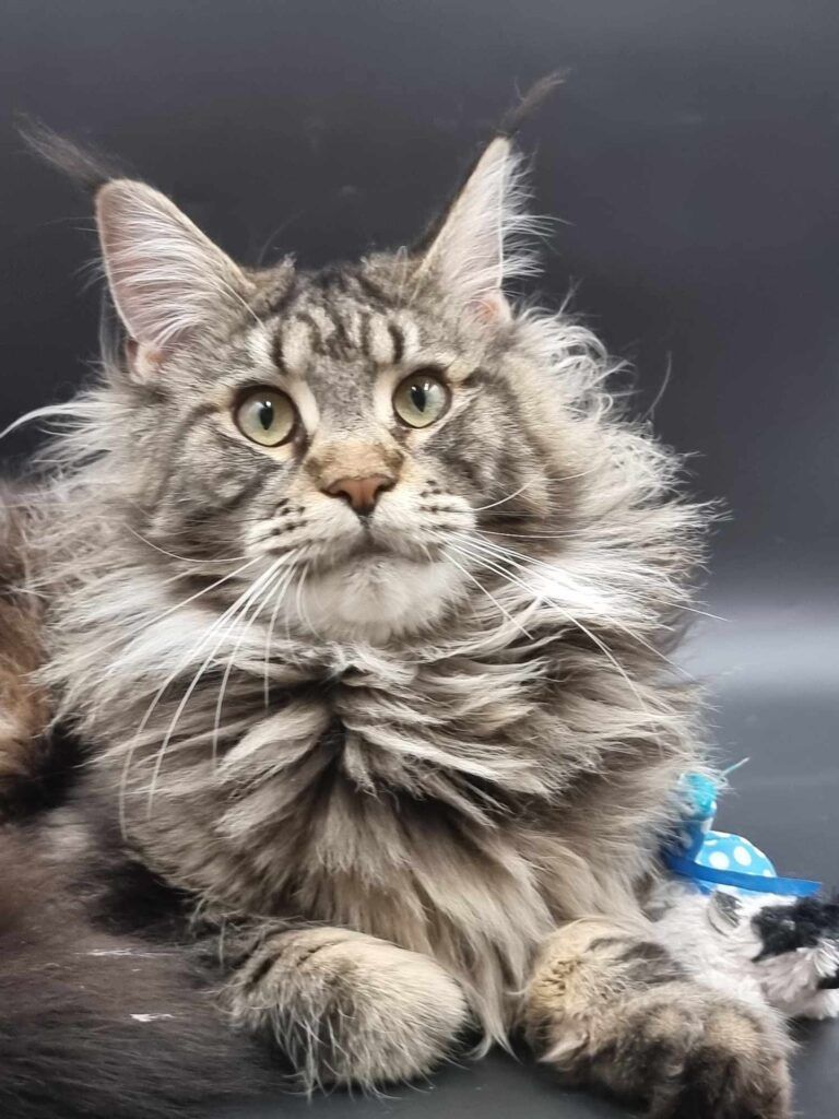 Coon cats for sale, Maine coon cats for sale in the uk