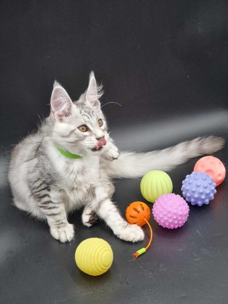 Coon cats for sale, Maine coon cats for sale in the uk