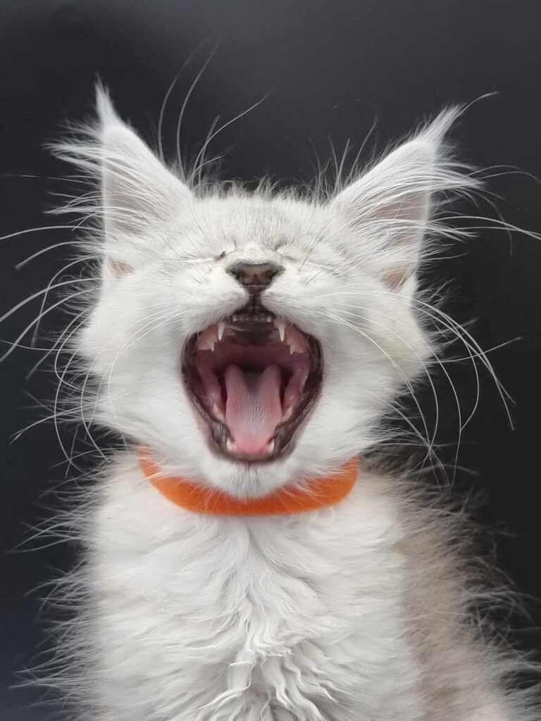 Coon cats for sale, Maine coon cats for sale in the uk