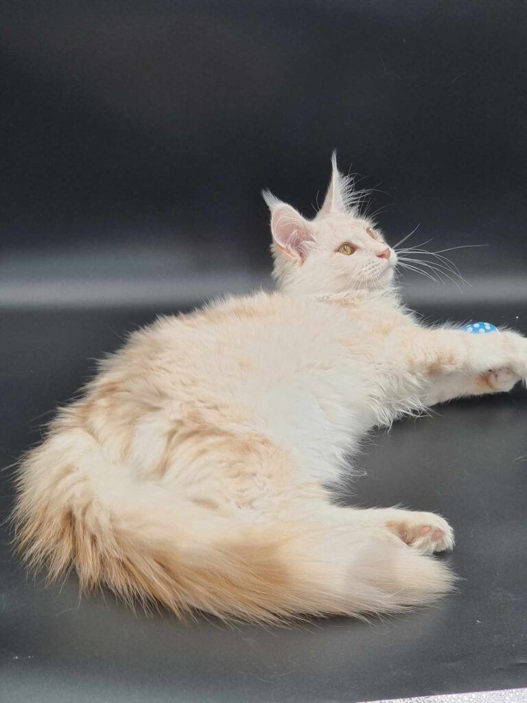 Coon cats for sale, Maine coon cats for sale in the uk