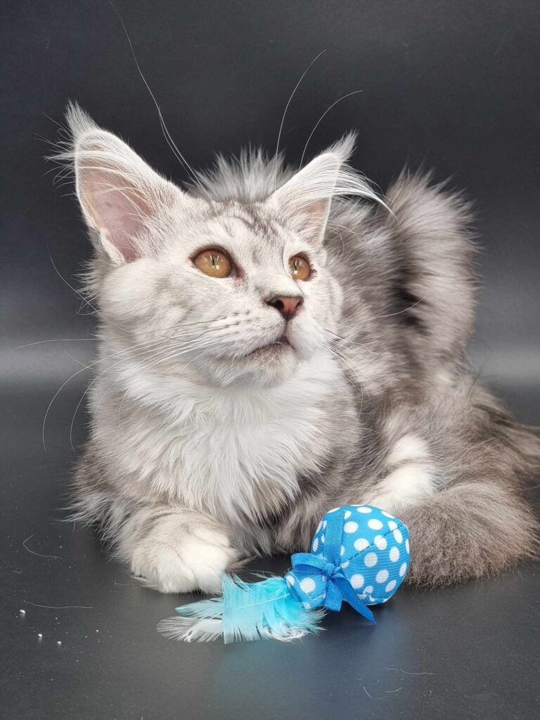 Coon cats for sale, Maine coon cats for sale in the uk