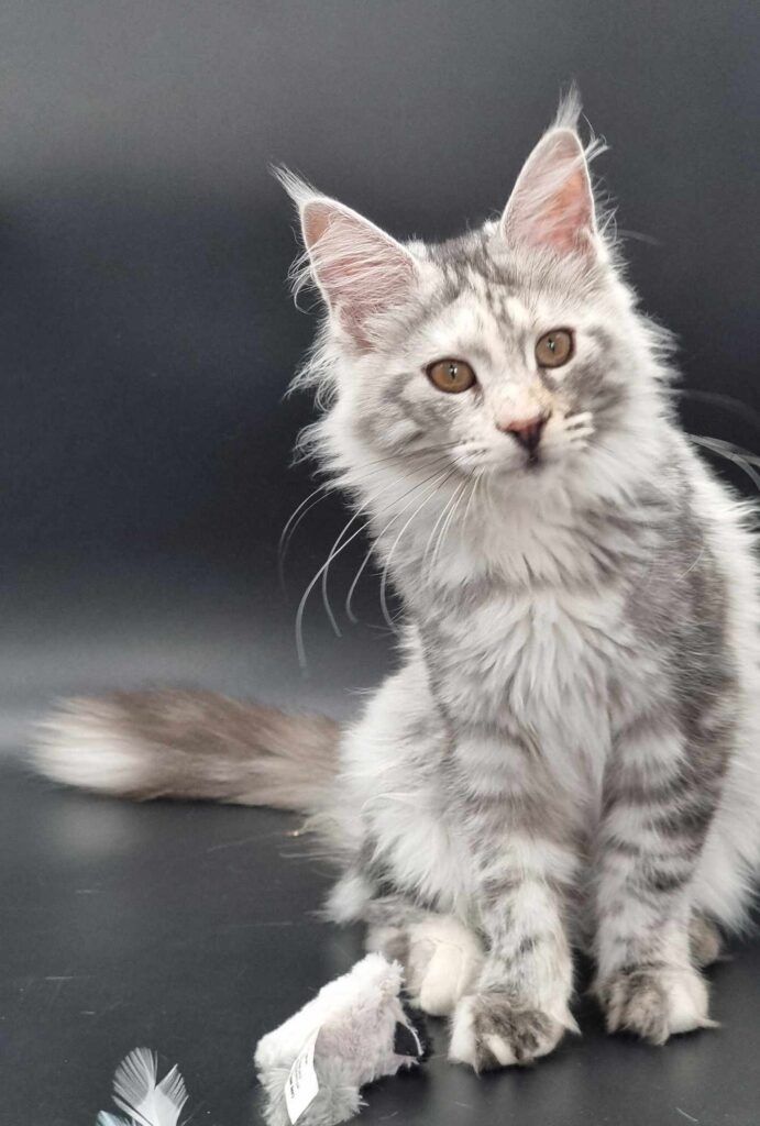 Coon cats for sale, Maine coon cats for sale in the uk