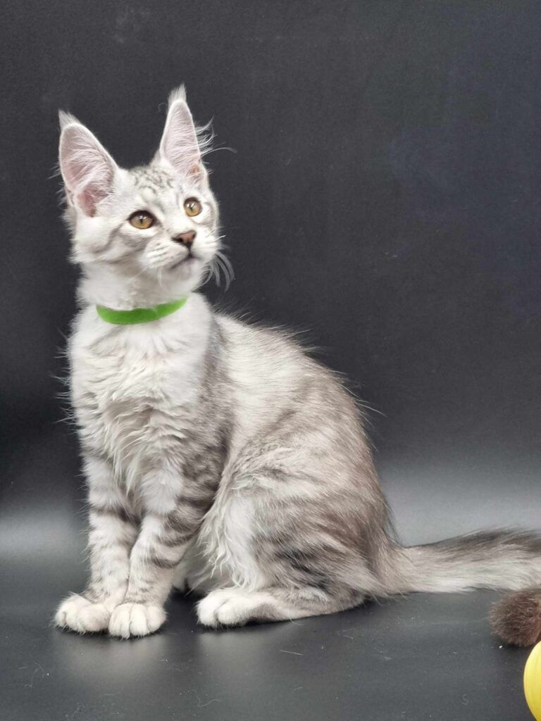 Coon cats for sale, Maine coon cats for sale in the uk