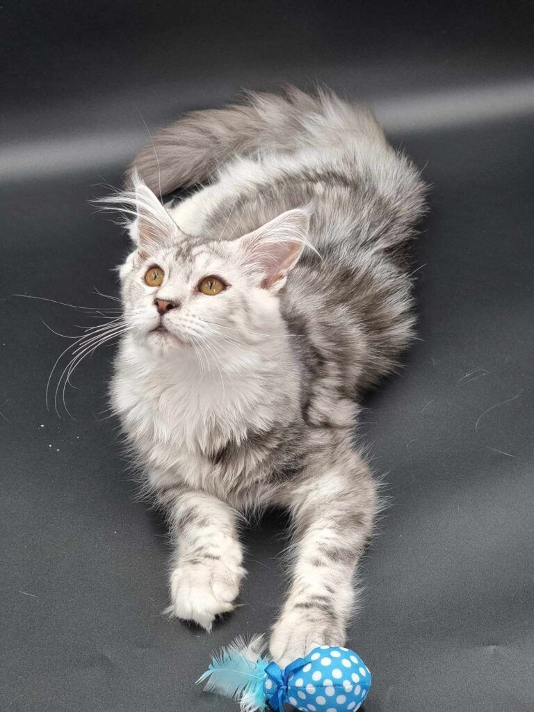 Coon cats for sale, Maine coon cats for sale in the uk