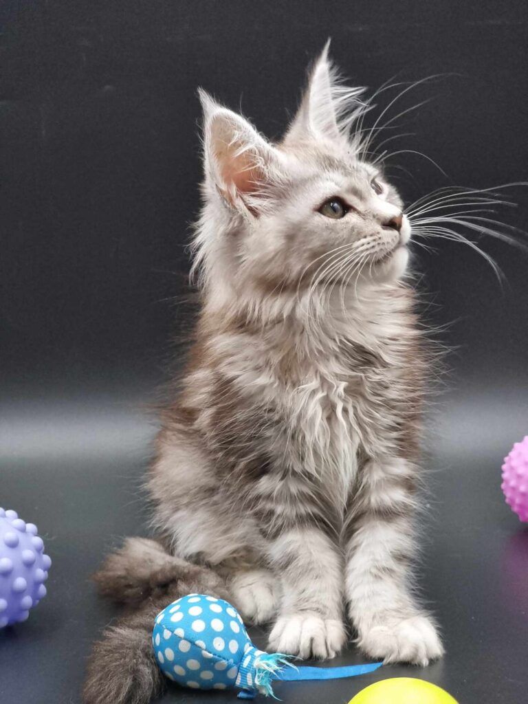 Coon cats for sale, Maine coon cats for sale in the uk