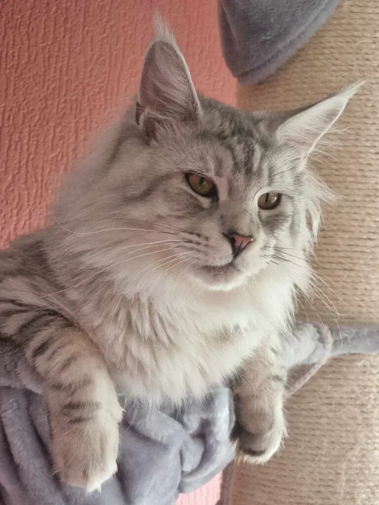 White Maine Coon, Cat Maine coon price