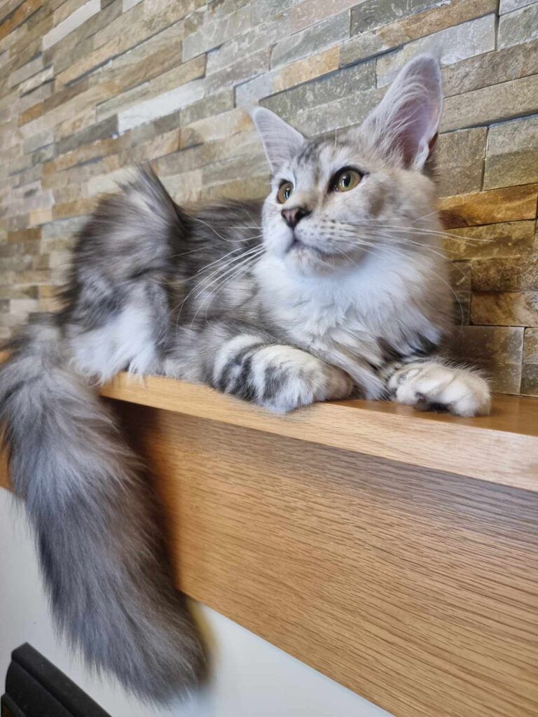 Coon cats for sale, Maine coon cats for sale in the uk
