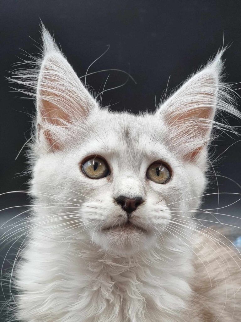 Coon cats for sale, Maine coon cats for sale in the uk