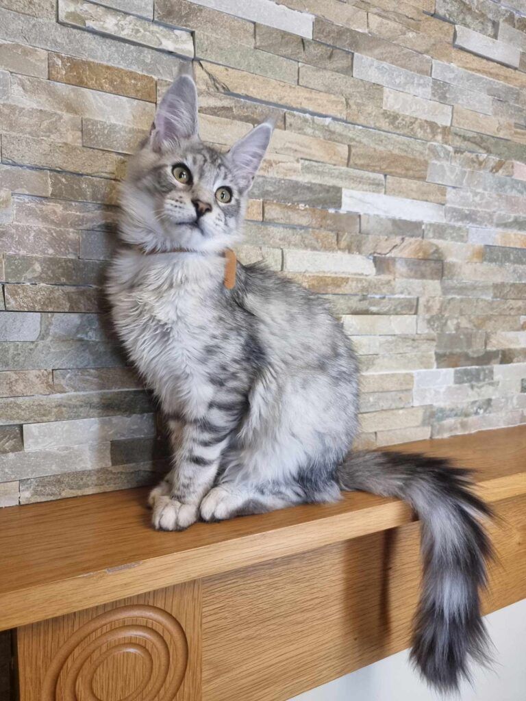 Coon cats for sale, Maine coon cats for sale in the uk
