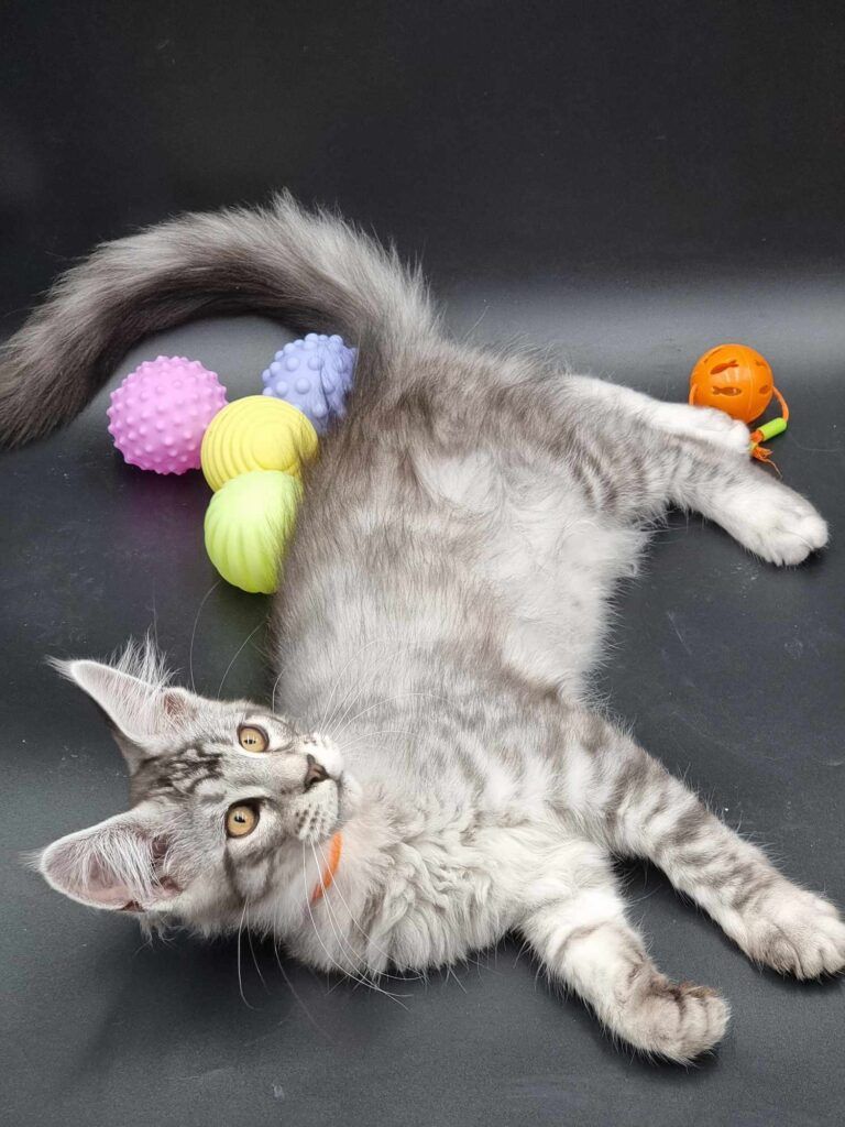 Coon cats for sale, Maine coon cats for sale in the uk