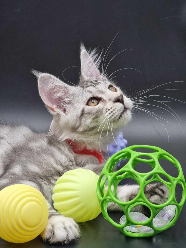 Coon cats for sale, Maine coon cats for sale in the uk