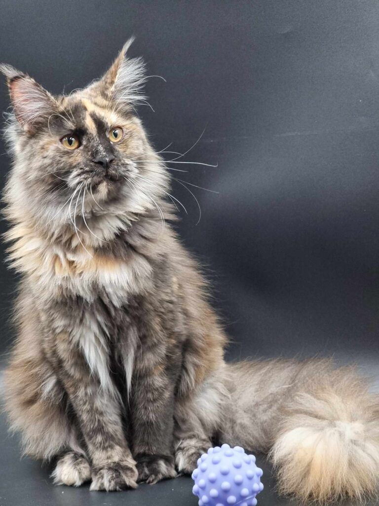 Coon cats for sale, Maine coon cats for sale in the uk