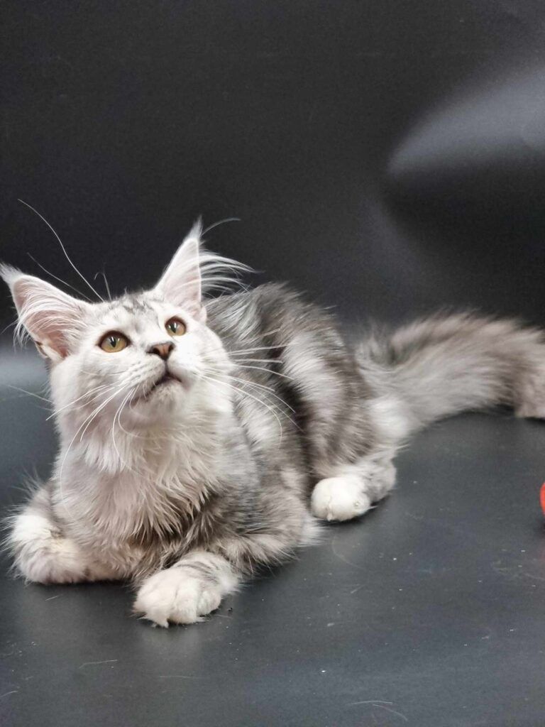 Coon cats for sale, Maine coon cats for sale in the uk