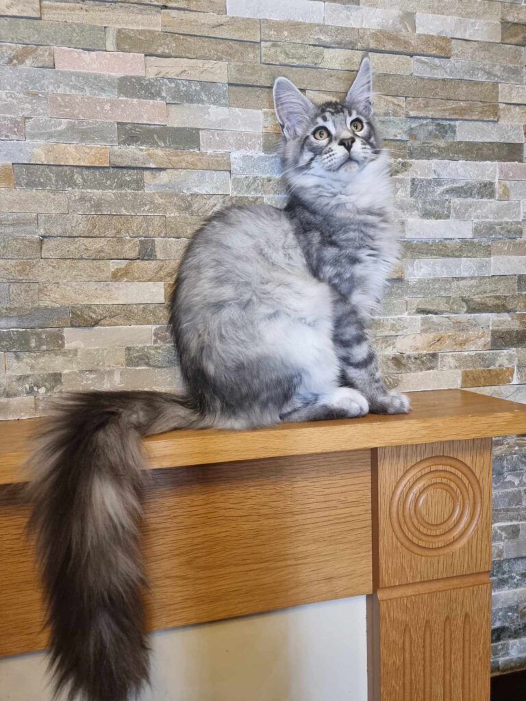 Coon cats for sale, Maine coon cats for sale in the uk