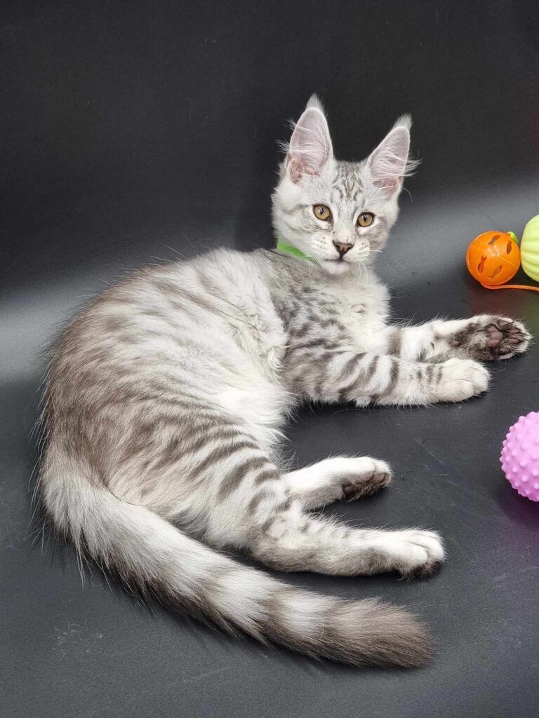 Coon cats for sale, Maine coon cats for sale in the uk