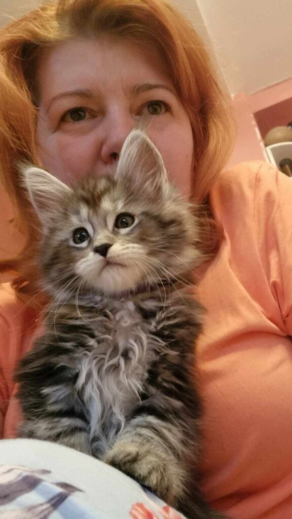 Coon cats for sale, Maine coon cats for sale in the uk